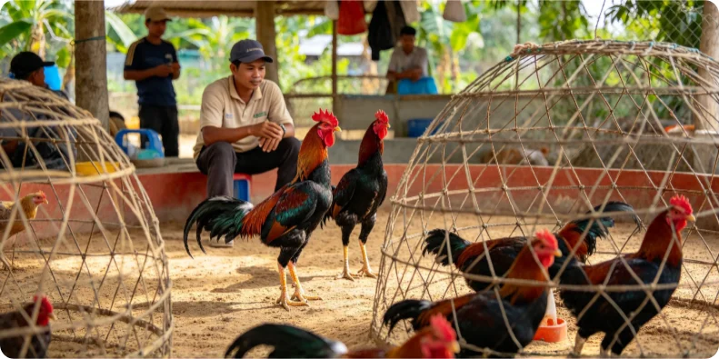 Gà Chọi Việt Nam - Giống Kê Sở Hữu Sức Bền Vượt Trội